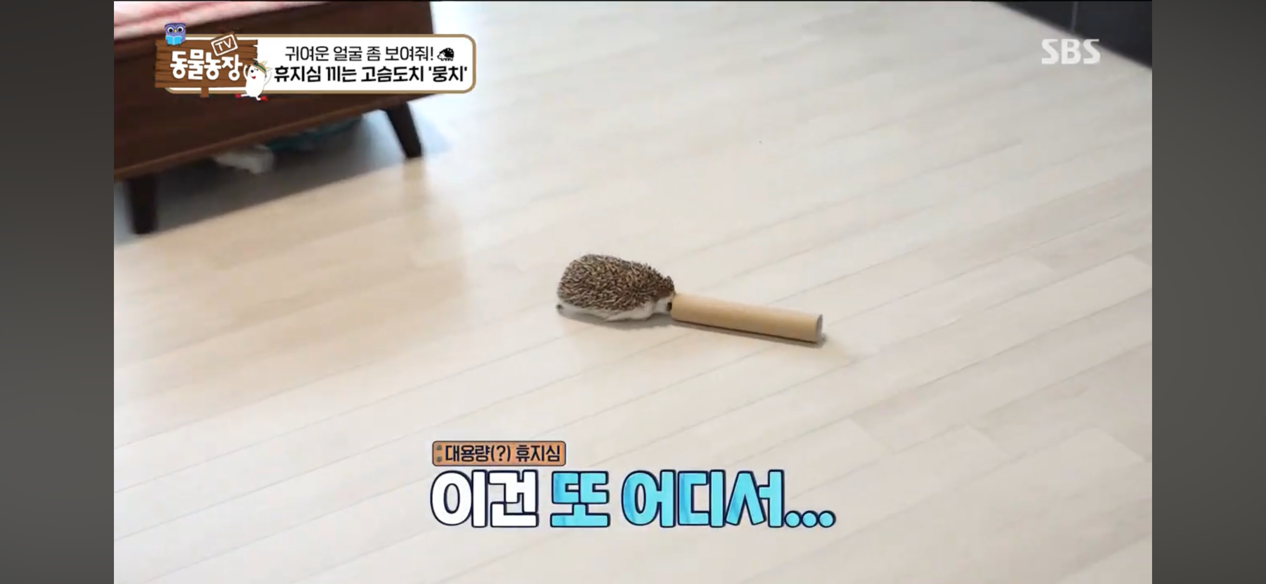 따봉고슴도치 휴지심 좋아도치 | 인스티즈