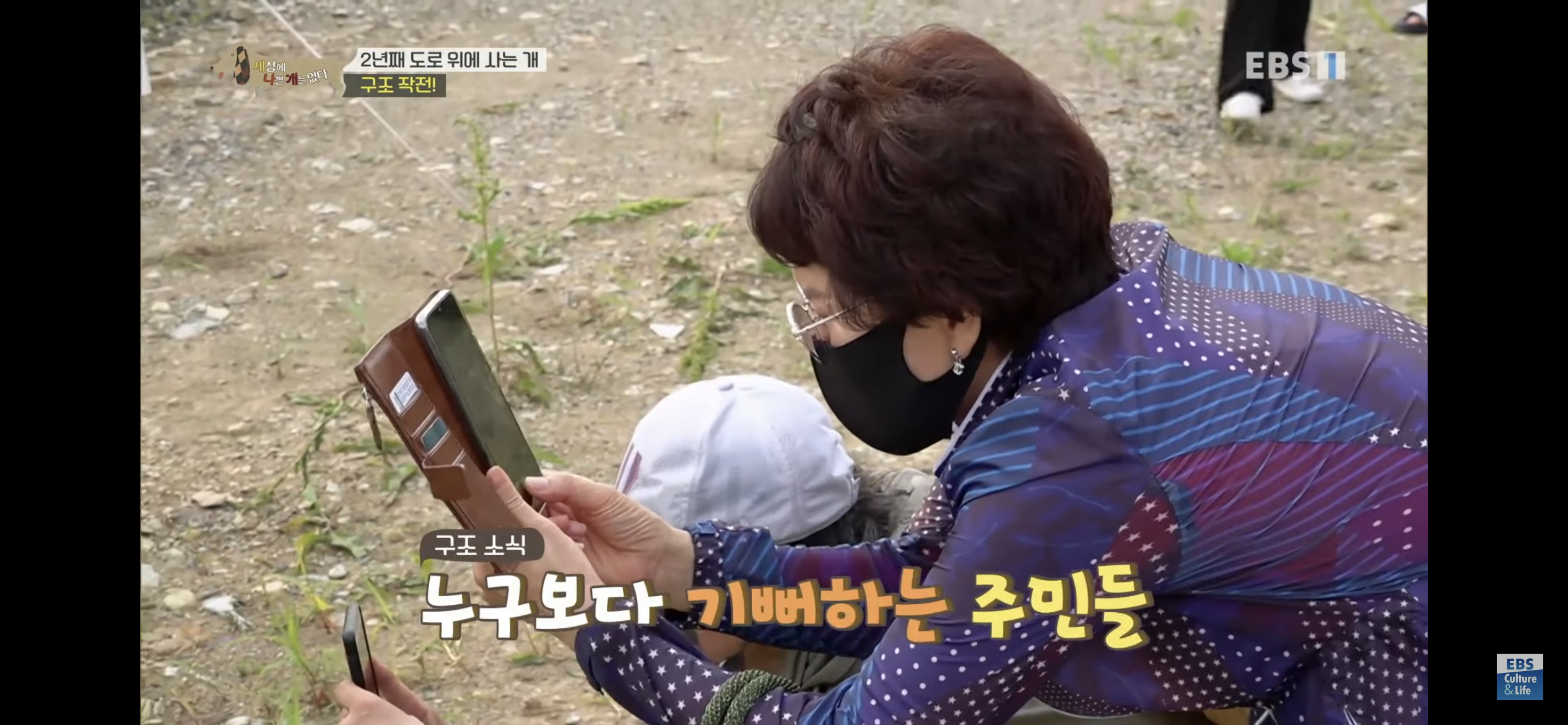 2년동안 도로 위에서 위험하게 생활했던 유기견 마루 | 인스티즈