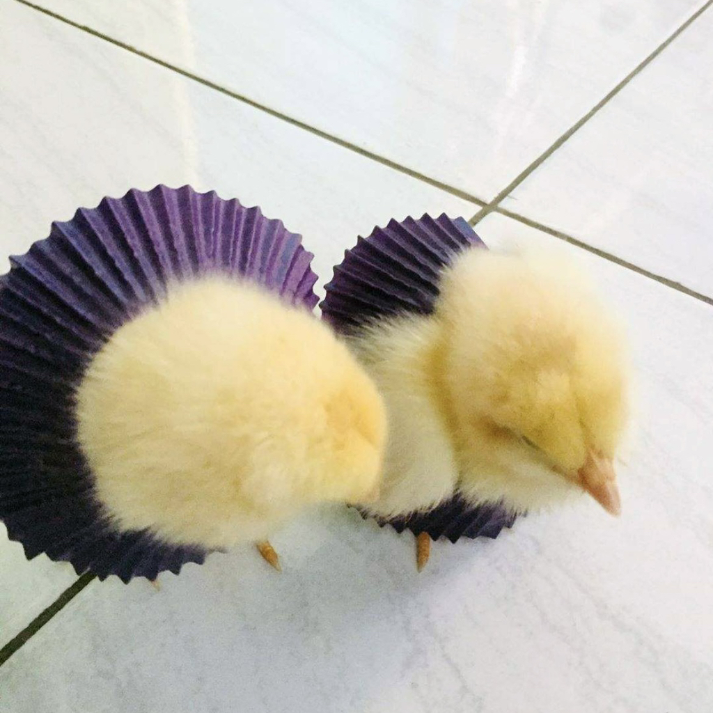 에그타르트를 반드시 냉장보관해야 하는 이유 | 인스티즈