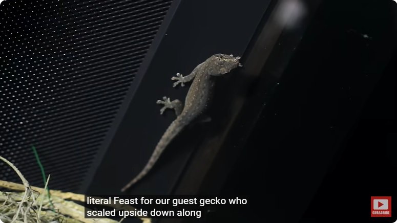 거대한 수조에 열대우림 환경을 조성해놓으면 생기는 일 - 3 | 인스티즈