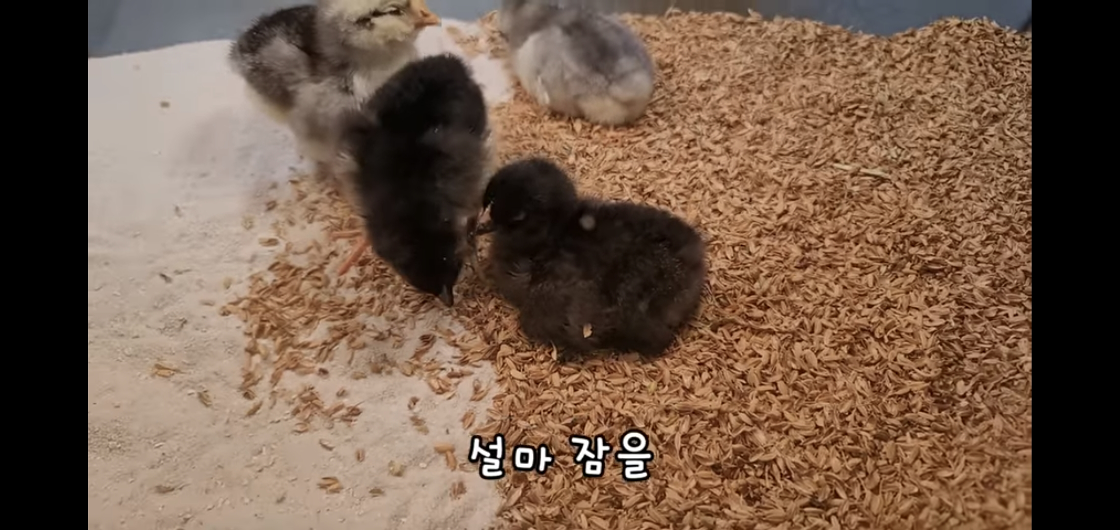 오늘자 폭력적이고 불쌍한 영상 올린 유튜버 매탈남.jpg | 인스티즈