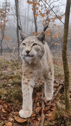 야생 스라소니 근접촬영 | 인스티즈