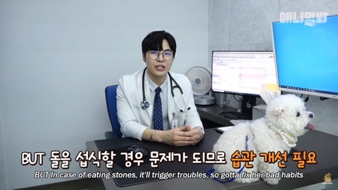 돌멩이를 물고 다니는 강아지 | 인스티즈
