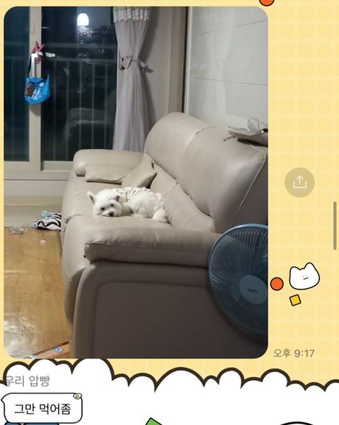 [강아지] 아빠가 보내주는 강아지 사진이 좋은 이유 | 인스티즈