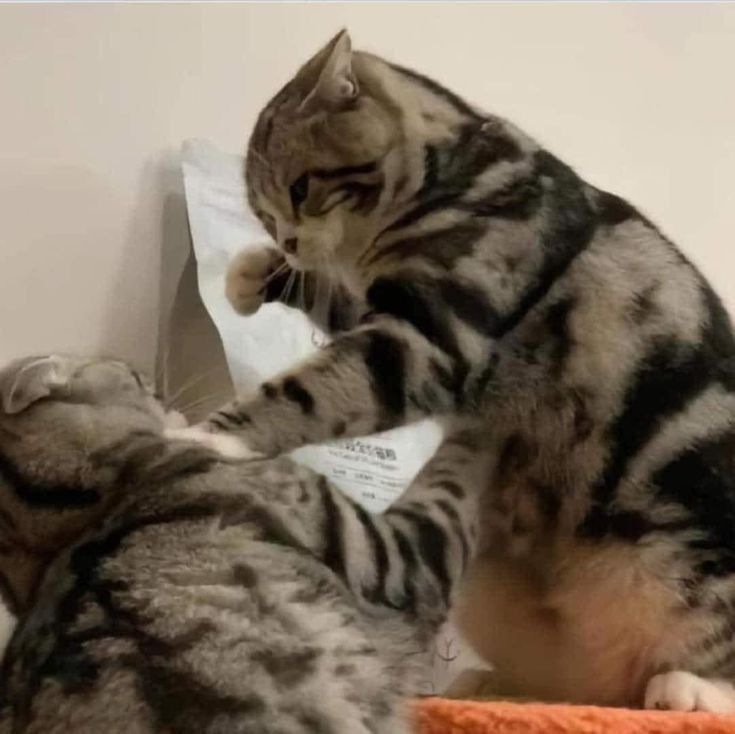 나만없어고양이 이미지