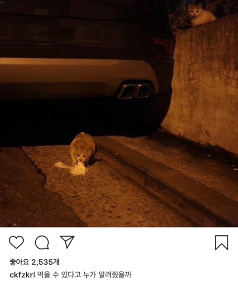 길에서 살아가는 고양이들 모습을 담은 인스타 | 인스티즈