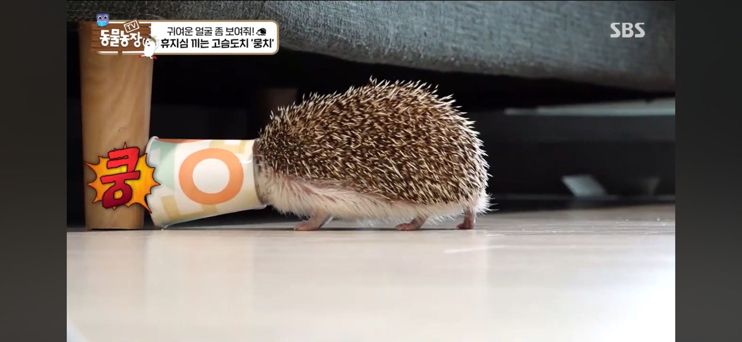따봉고슴도치 휴지심 좋아도치 | 인스티즈