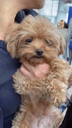 어떤 삶이었을까. 번식장, 미용 실습견, 쓰임을 다해야만 끝나는 삶이라는 건 | 인스티즈