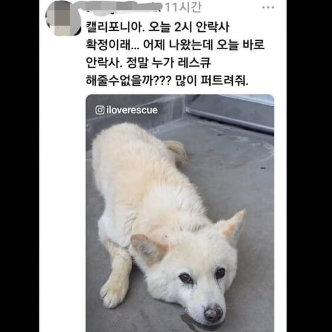 해외 입양까지 갔지만 유기 당해 안락사 된 진도 믹스 | 인스티즈