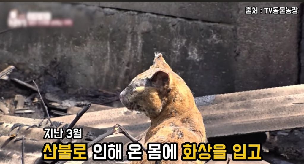 산불로 한쪽다리를 잃은 고양이가 받은 선물 🎁 | 인스티즈