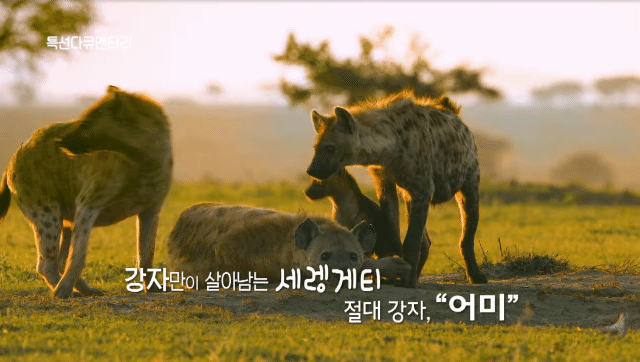 🙋‍♀️암컷 하이에나가 갖고 있는 신체적 특징이 뭔지 알아?🙋‍♀️ | 인스티즈