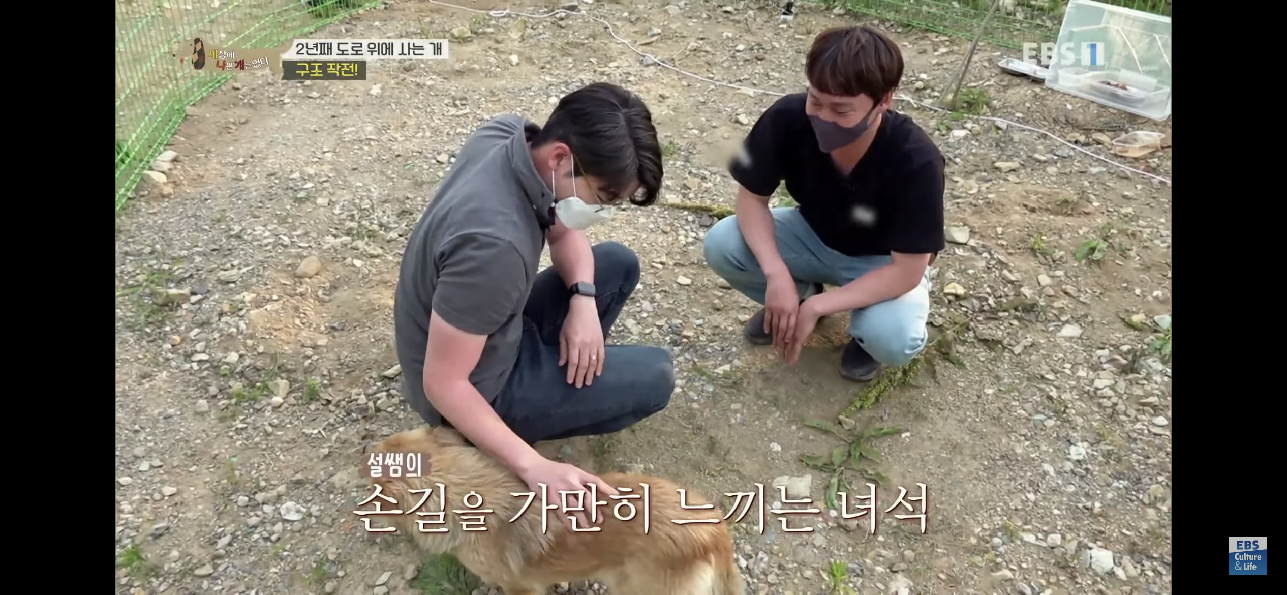 2년동안 도로 위에서 위험하게 생활했던 유기견 마루 | 인스티즈