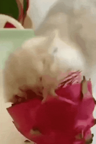 용과 먹다가 걸린 고양이.gif | 인스티즈