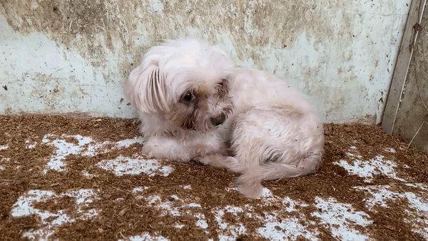 어떤 삶이었을까. 번식장, 미용 실습견, 쓰임을 다해야만 끝나는 삶이라는 건 | 인스티즈