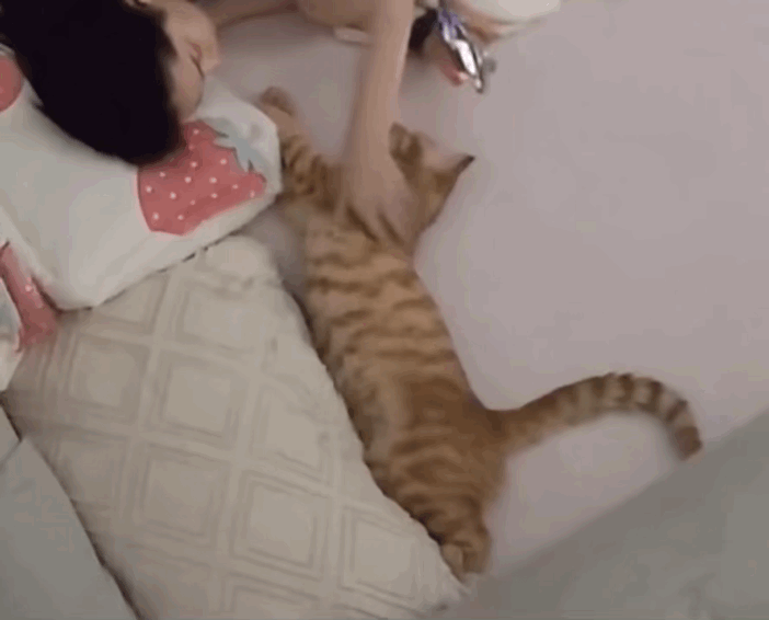 고양이 쓰다듬다 깜짝 놀란 집사.gif | 인스티즈