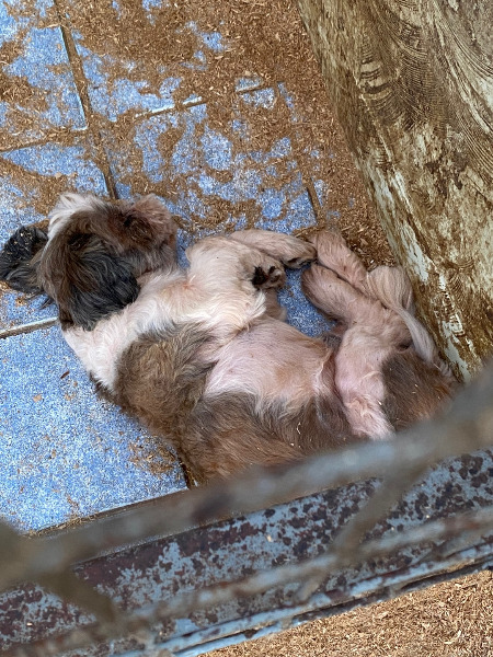 어떤 삶이었을까. 번식장, 미용 실습견, 쓰임을 다해야만 끝나는 삶이라는 건 | 인스티즈