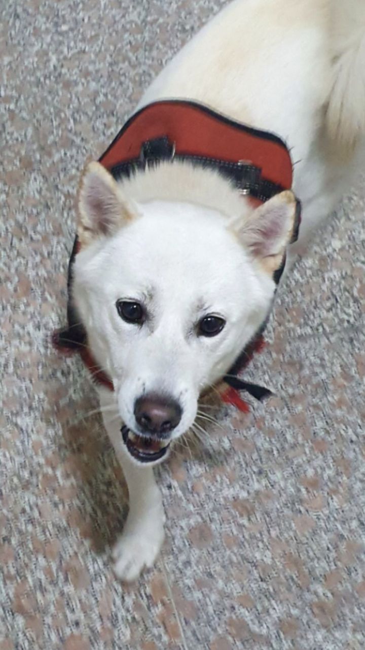 우리집 개 자는거 보실분? | 인스티즈