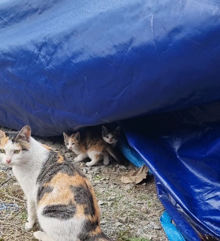 친한길냥이가 따라오래서 따라갔는데 자기 집이엿어 ㅋㅋ | 인스티즈