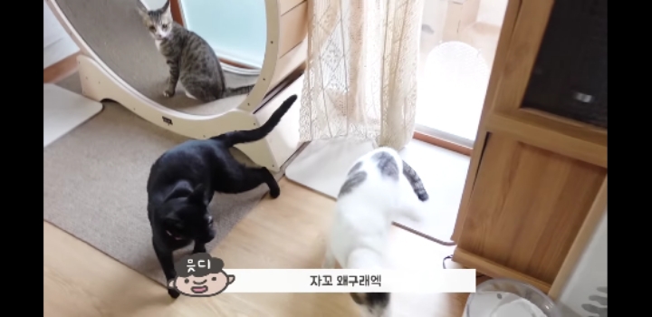 우리 고양이가 이상해요 ;;;;;;;;;; | 인스티즈
