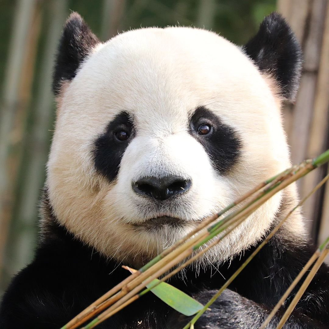 러심후난 (러바오 심은 데 후이바오 난다)🐼 | 인스티즈