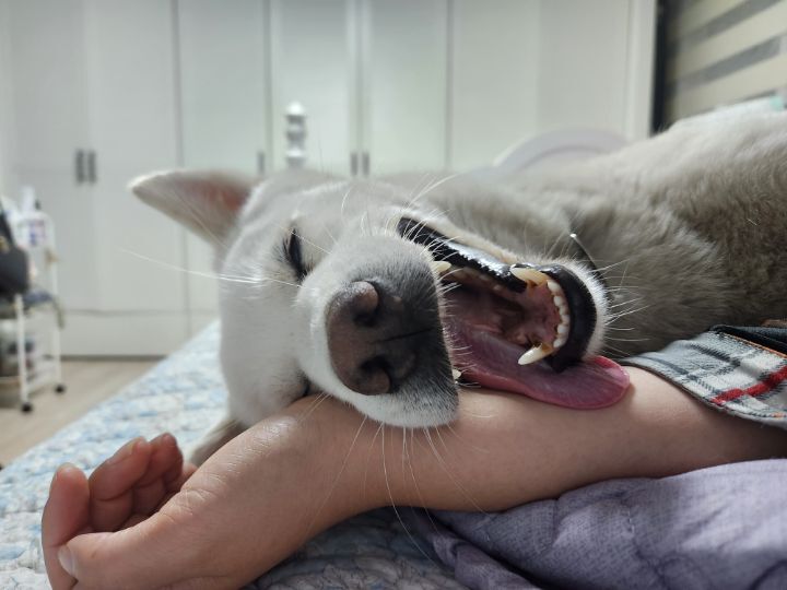 우리집 개 자는거 보실분? | 인스티즈