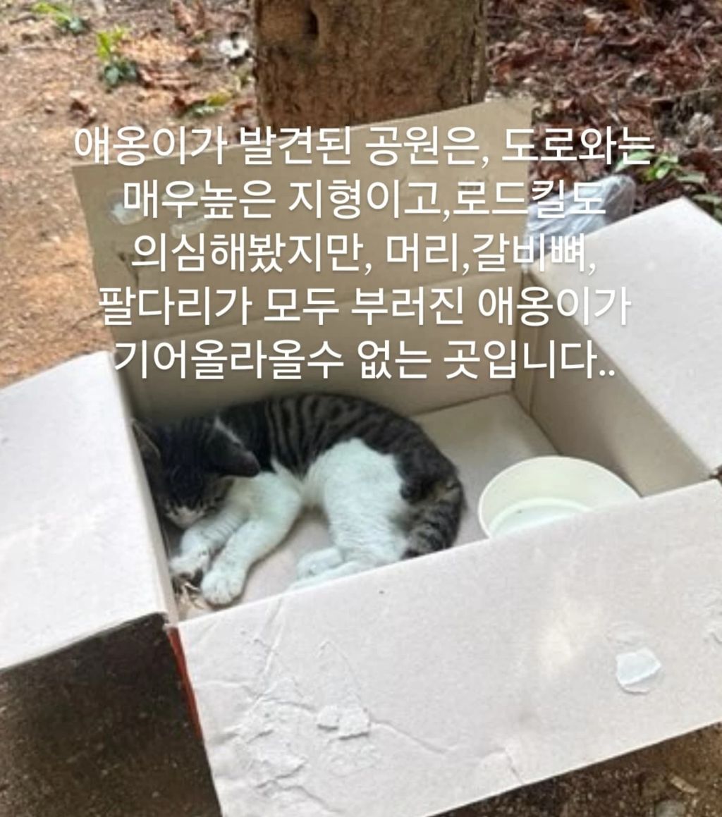 목이 꺾인 채 구조 된 고양이 | 인스티즈