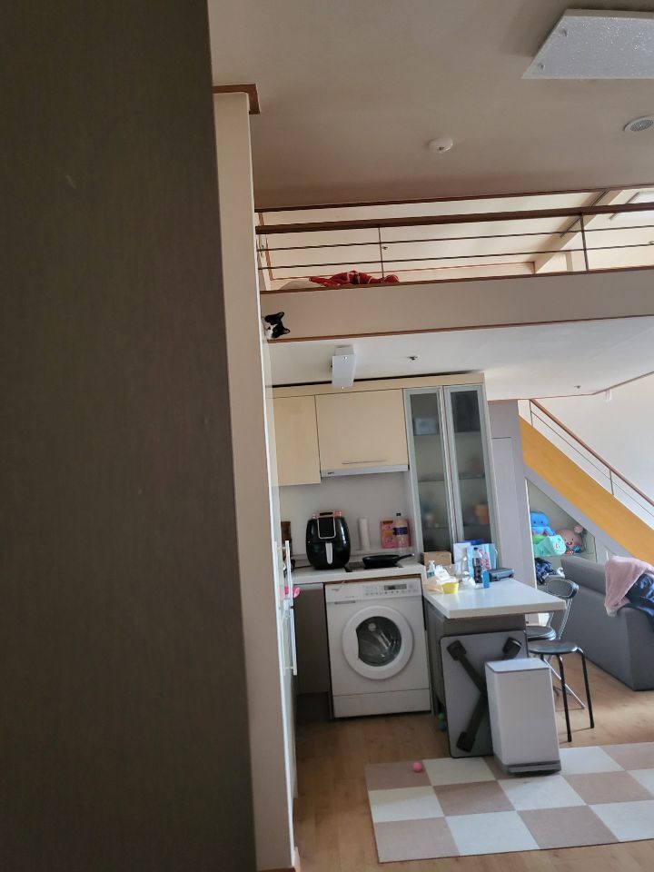 몰래 훔쳐보는 고양이 모음집 | 인스티즈