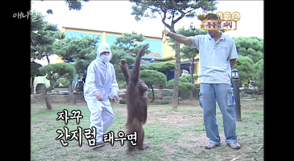 오랑우탄도 간지럼을 탈까? | 인스티즈