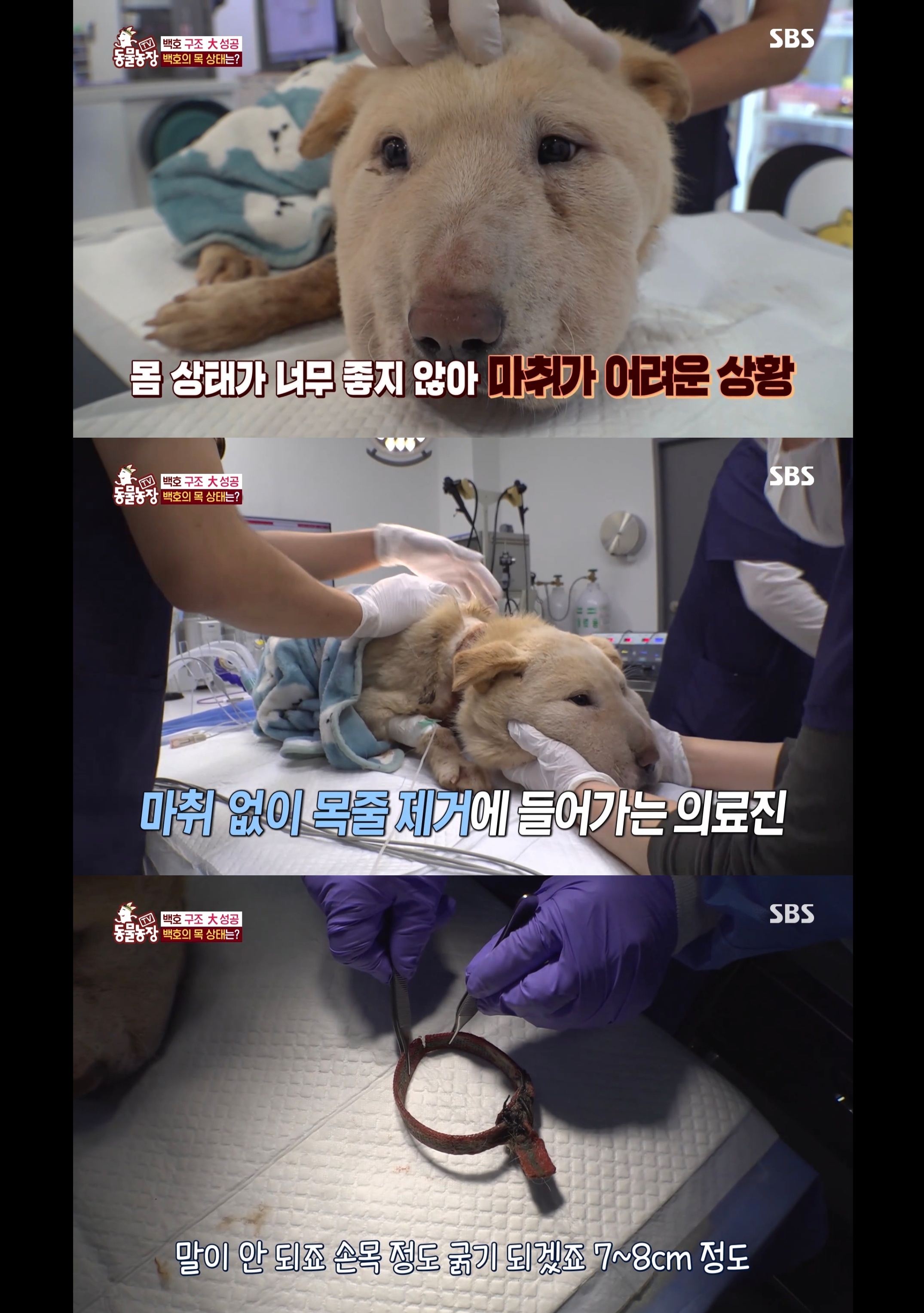 개가 너무 똑똑해서 역대급으로 구조 힘들었던 이번주 동물농장 방송.jpg | 인스티즈