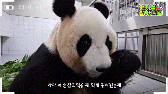 공동육아의 개념을 아는듯한 이뻐이뻐 아이바오🐼 | 인스티즈