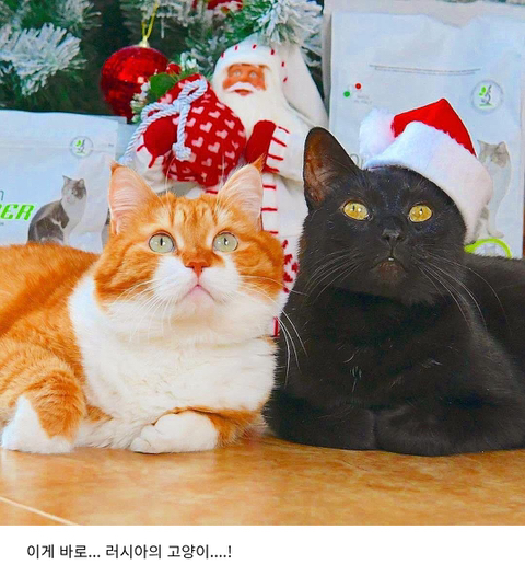 눈을 좋아하는 용맹한 고양이 진저.twt | 인스티즈