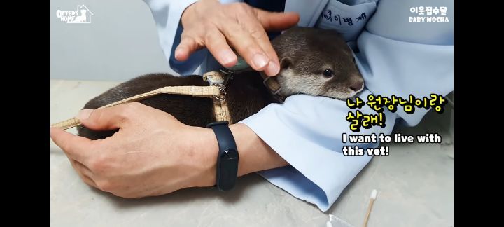 의사 선생님 품이 너무 좋은 아기수달 (아기수달 생애 첫 건강검진) | 인스티즈