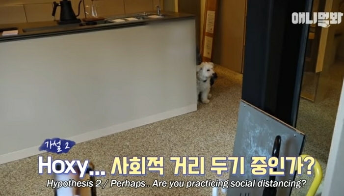 수줍음이 많은 강아지가 사람을 좋아하는 법 | 인스티즈