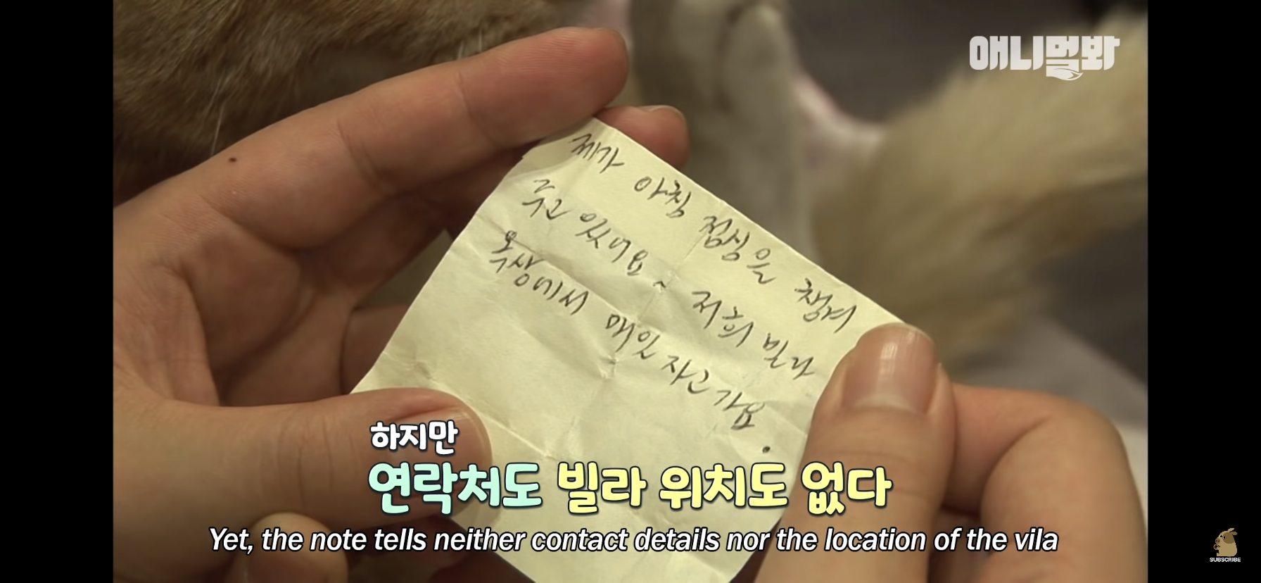 길고양이 목에 쪽지를 달자 생긴 영화같은 일 | 인스티즈