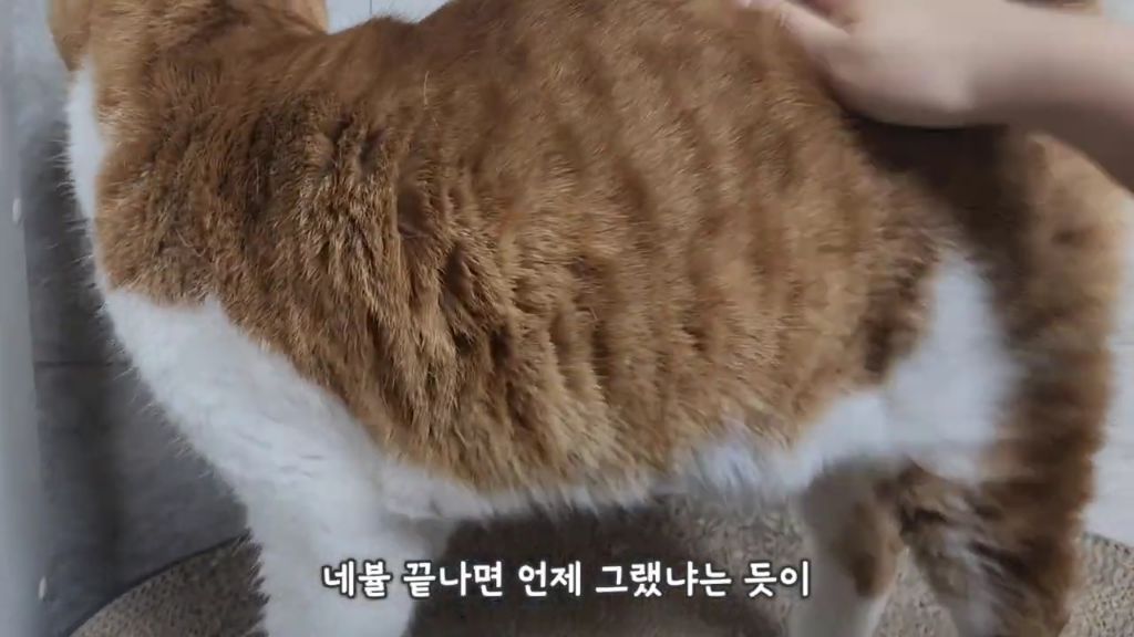 22똥괭이네) 화나서 세모눈된 고양이 😾 | 인스티즈