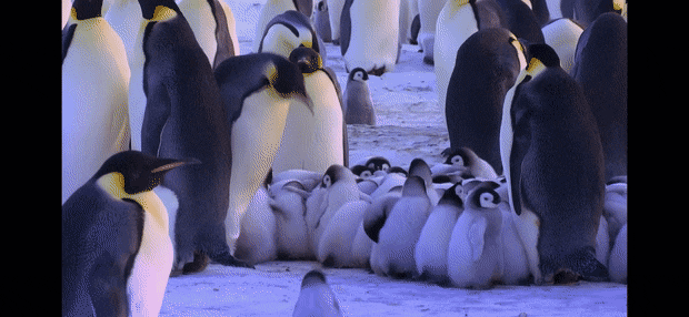 펭귄이 자신의 남편/아내와 자식을 구분하는 법 .jpg gif | 인스티즈