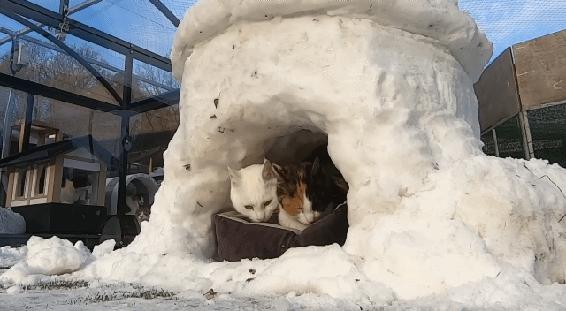 눈으로 집 만들어줬는데 갑자기 싸우는 하하하네 고양이들.gif | 인스티즈
