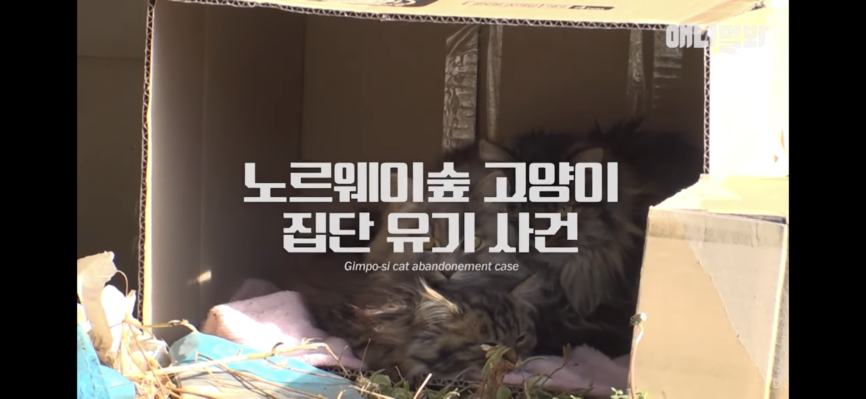 경기도 김포시 마송 휴먼시아 10단지 아파트내에 집단으로 유기된 노르웨이숲 고양이 | 인스티즈