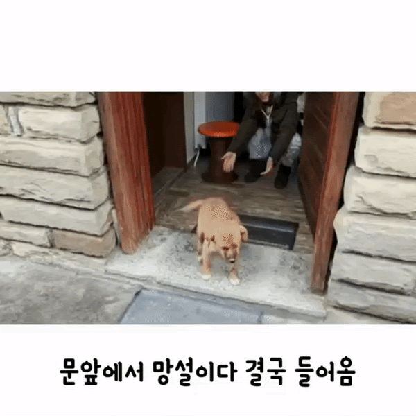 자기를 데려가달라는 강아지.gif | 인스티즈