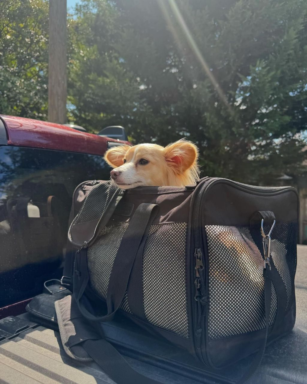 동물 구호 단체에서 유기견 입양한 행맨 | 인스티즈