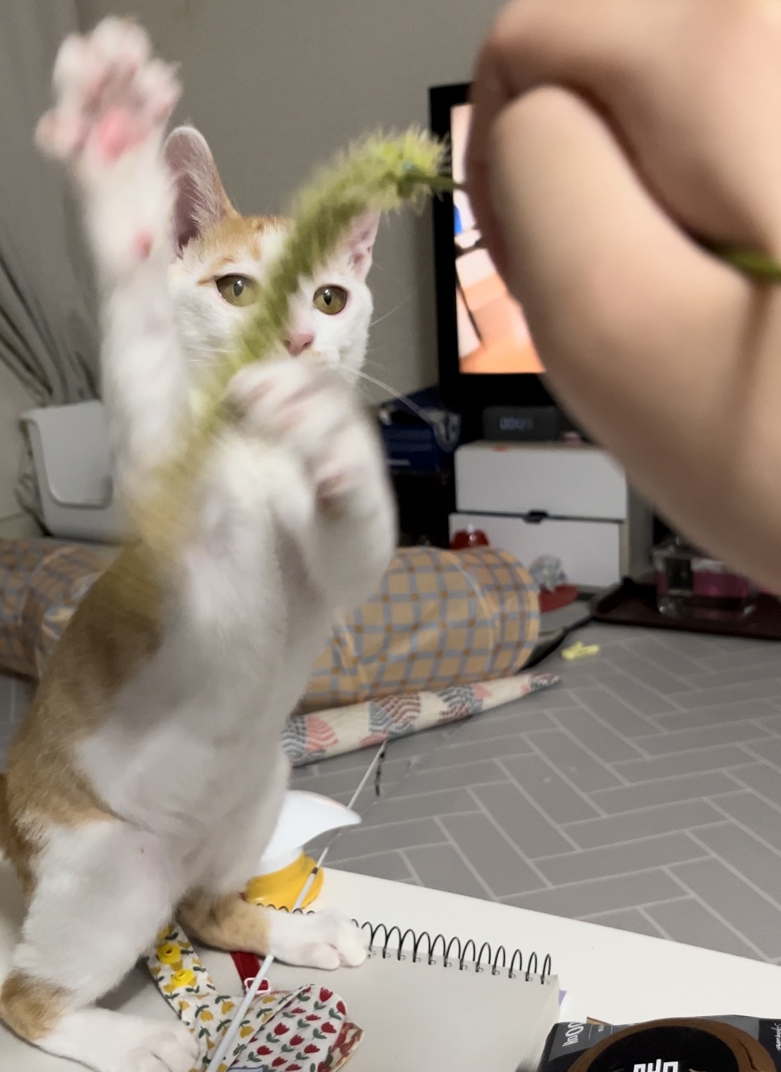 고양이랑 놀아주는 방법 | 인스티즈