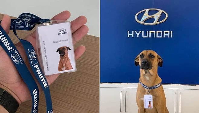 비 피하려고 매장 앞에 서성거렸다가 '현대자동차' 정식 직원된 유기견 | 인스티즈