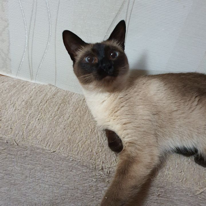 고양이 집사들이 한번쯤 꼭 찍고싶어 하는 사진 | 인스티즈