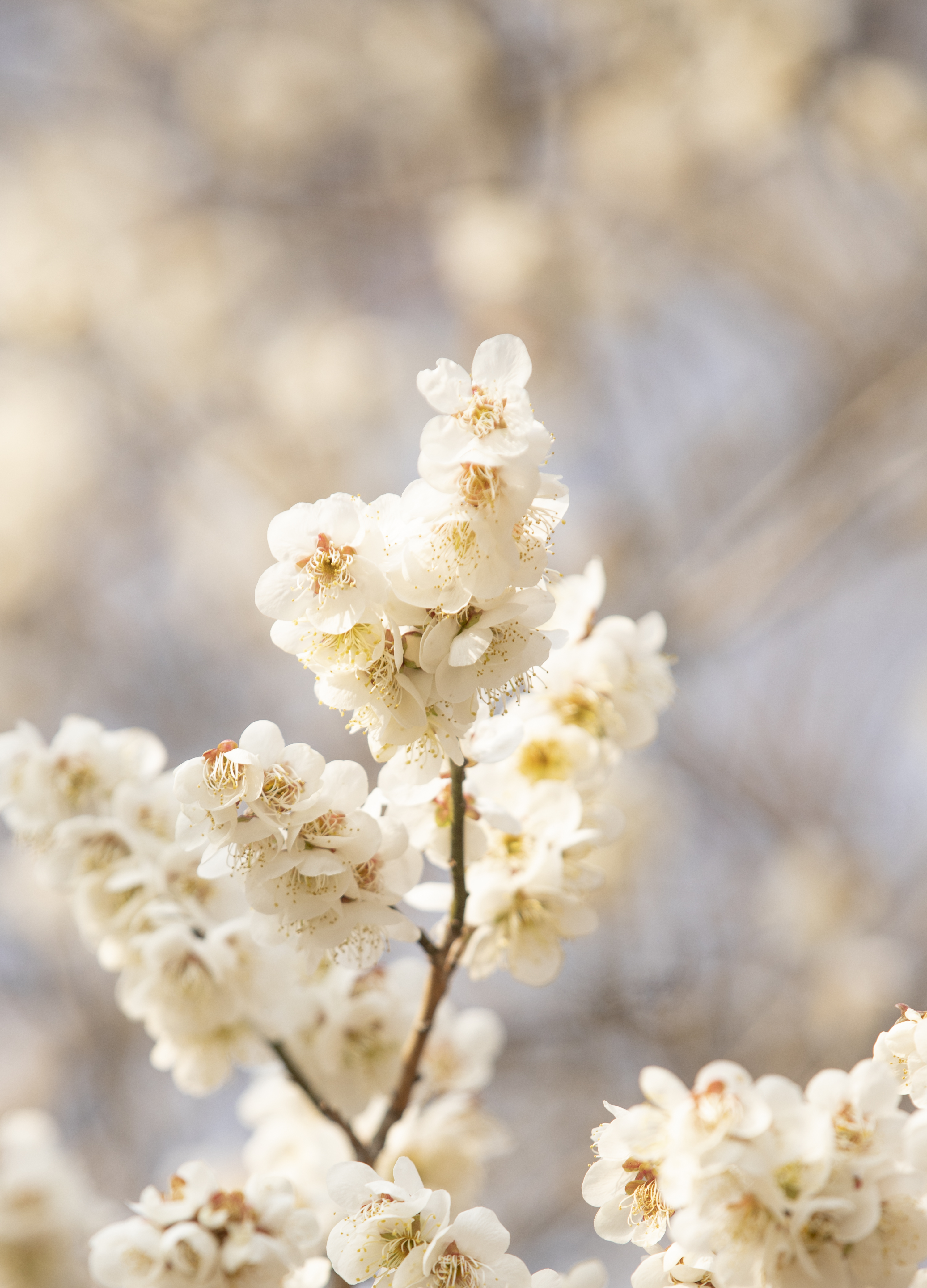 국립산림과학원에서 올려준 배경화면용 매화 사진.jpg | 인스티즈