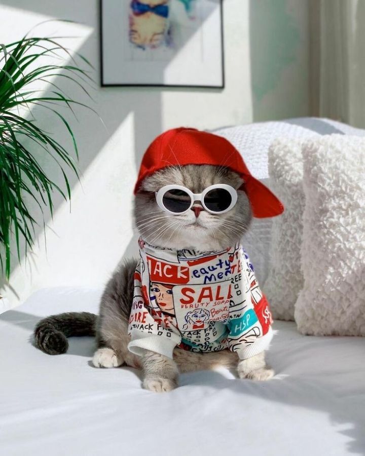옷 잘입는 고양이 데일리패션 | 인스티즈