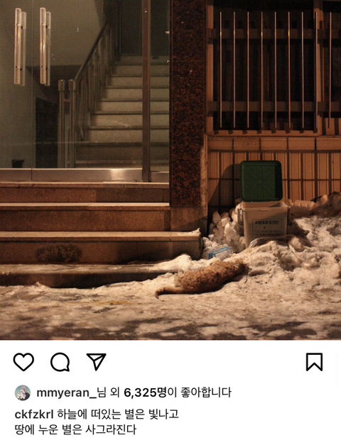 길에서 살아가는 고양이들 모습을 담은 인스타 | 인스티즈