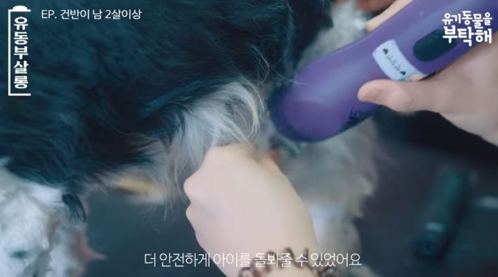 강쥐 건반이의 미용 전/후.jpg | 인스티즈