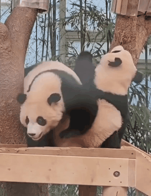 서로 알콩달콩 사이좋은 루이 후이바오 🐼 | 인스티즈