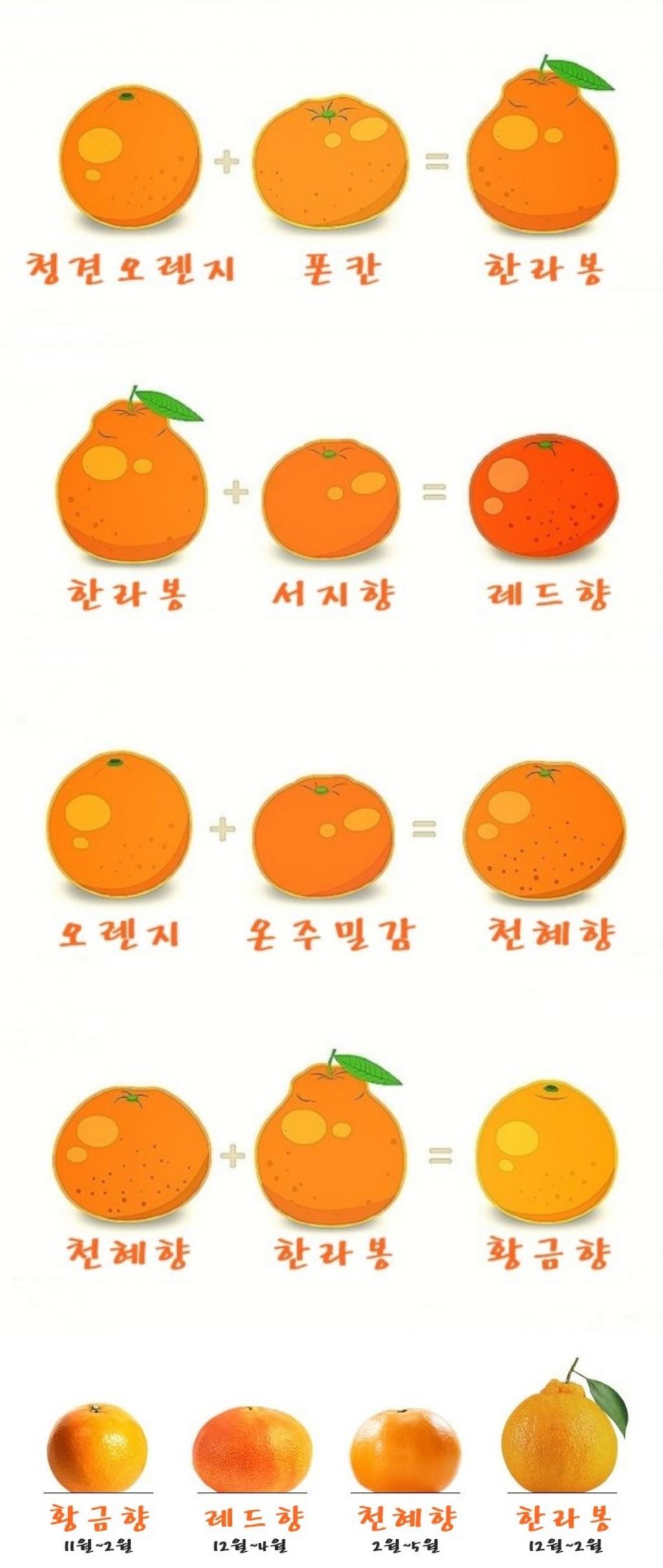 한라봉, 천혜향, 레드향, 황금향의 차이.jpg | 인스티즈