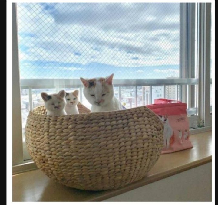 이 정도면 세쌍둥이 아니냐구 | 인스티즈